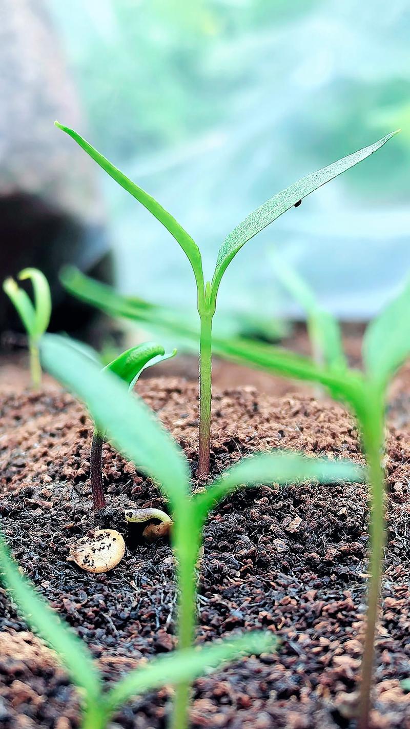 花椒籽泡几天出芽?花椒种子播种催芽全攻略 花椒籽泡几天出芽?花椒种子播种催芽全攻略