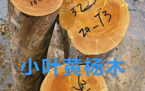 黄杨木值多少钱？2025年市场价格参考与影响因素全解析