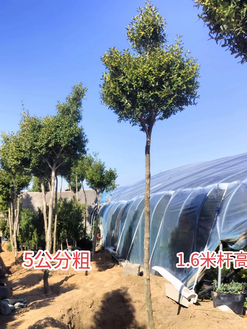 五大因素对比速查表