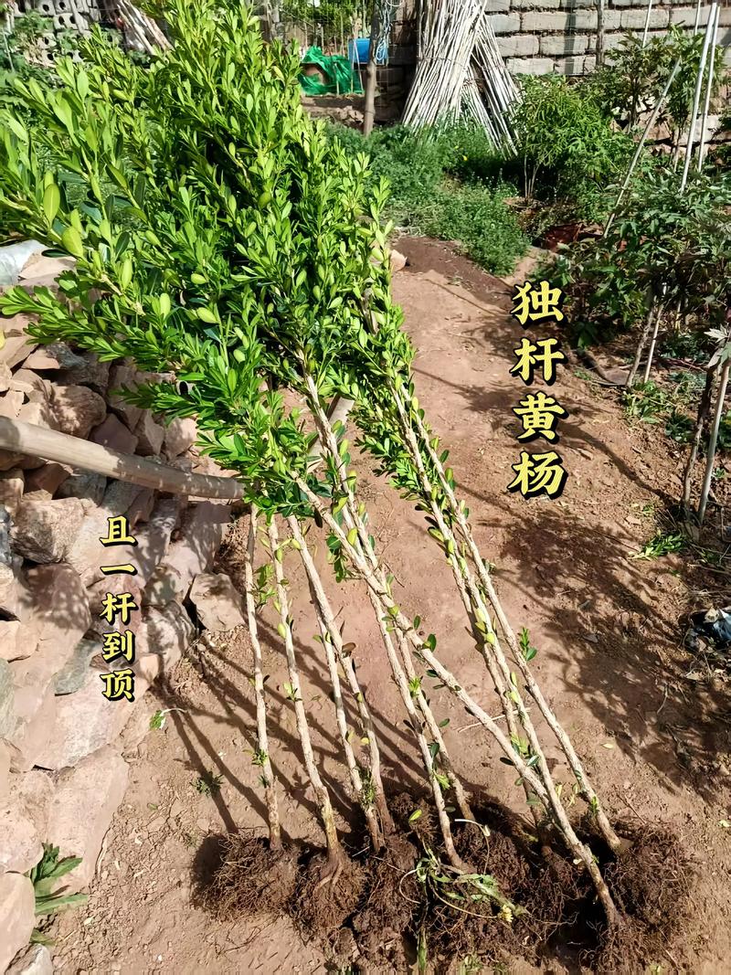 运输：物流成本占比10%-30%