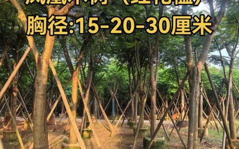 小区开花的绿化树叫什么？常见开花乔木识别指南