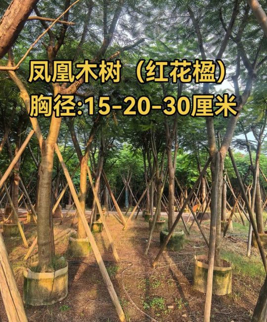 小区开花的绿化树叫什么？常见开花乔木识别指南