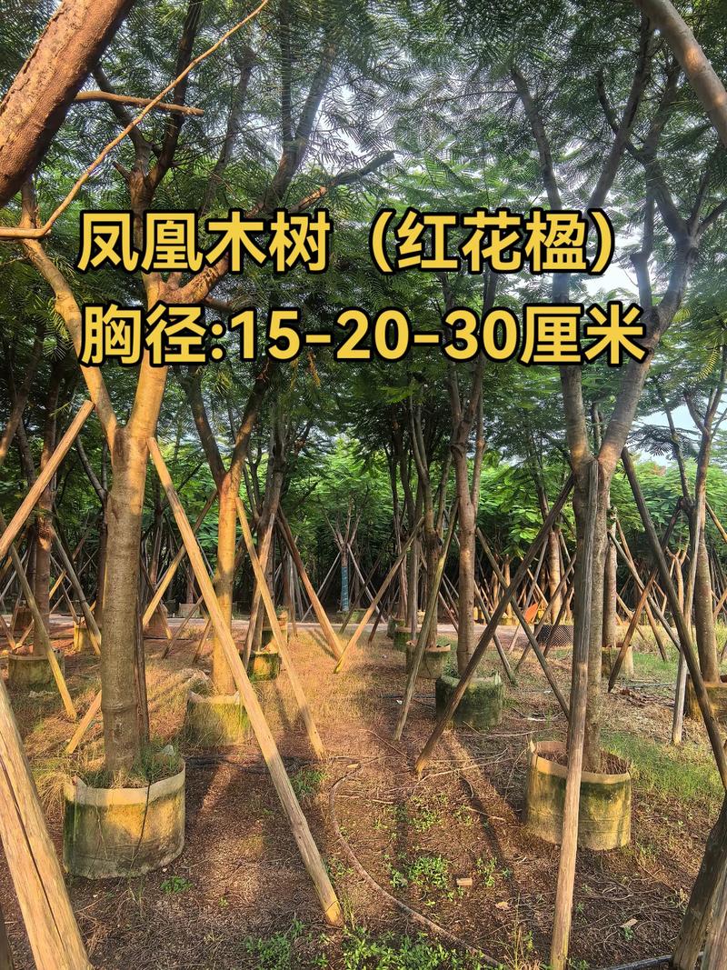 小区里最常见的开花绿化树有哪些？