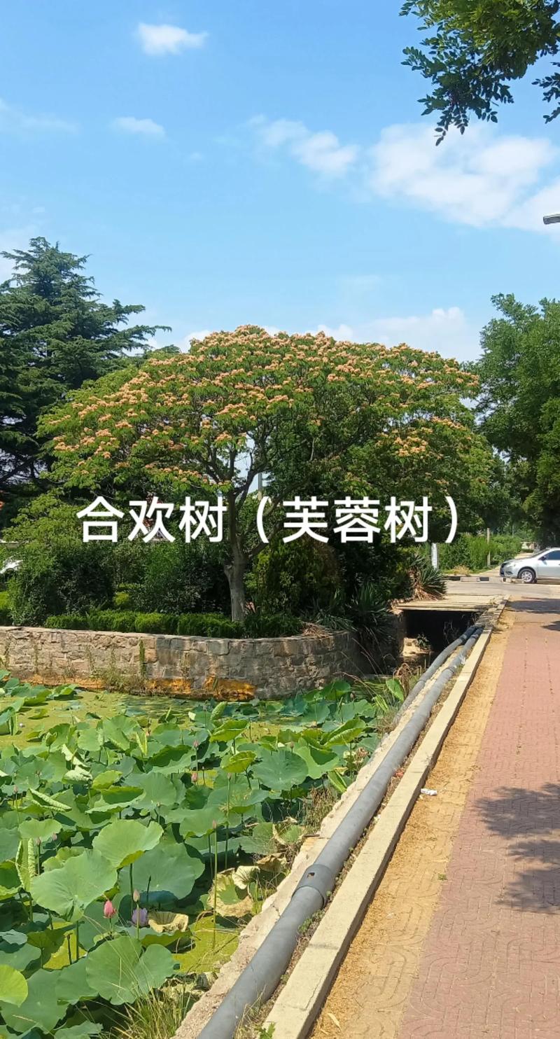 紫荆：老茎开花的“满条红”