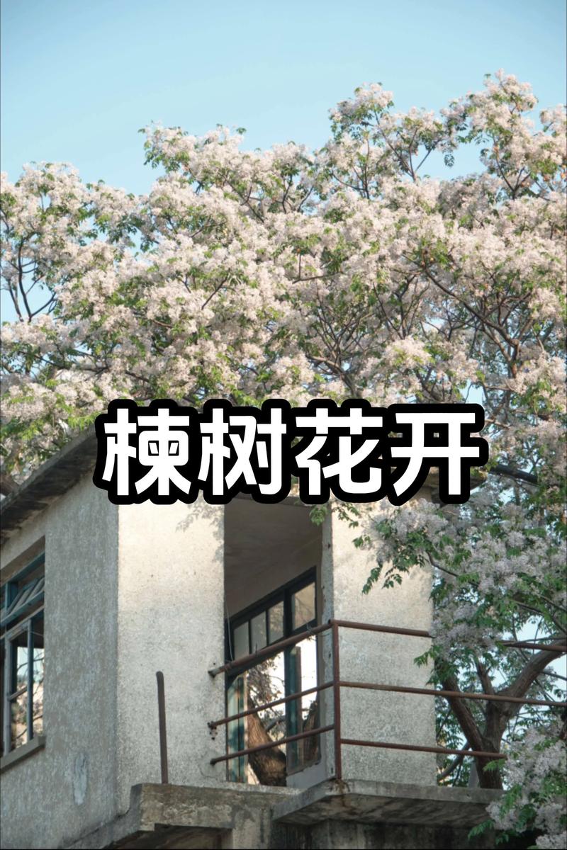紫薇：树干光滑的“百日红”