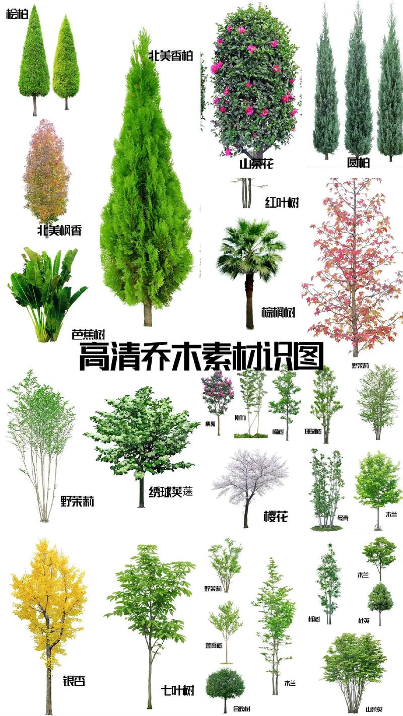 合欢：粉色绒花的“绿化树冠”