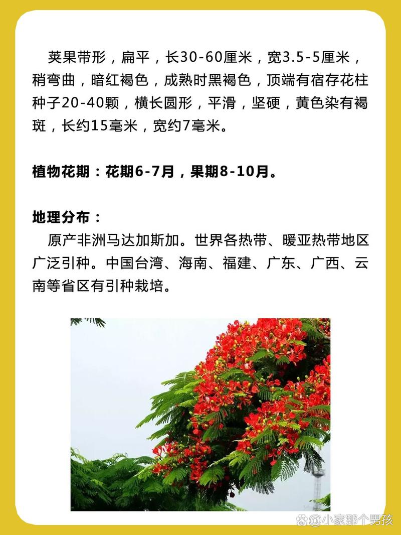 石榴：橙红花朵的“夏果双赏”