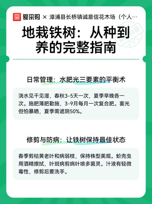 如何移栽铁树:从选时到成活的七步完整指南 二、土壤环境