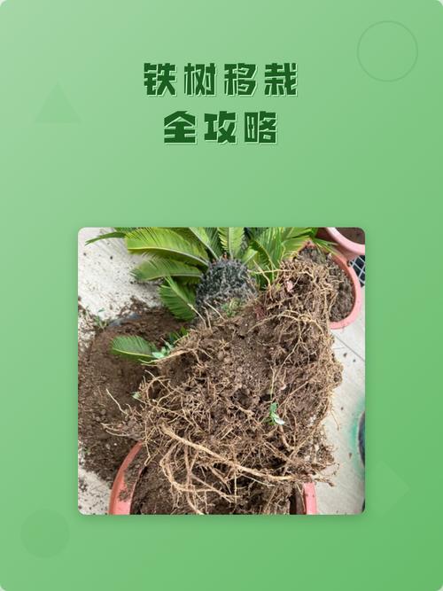 如何移栽铁树:从选时到成活的七步完整指南 三、栽前处理