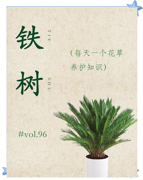如何移栽铁树:从选时到成活的七步完整指南 五、浇定根水