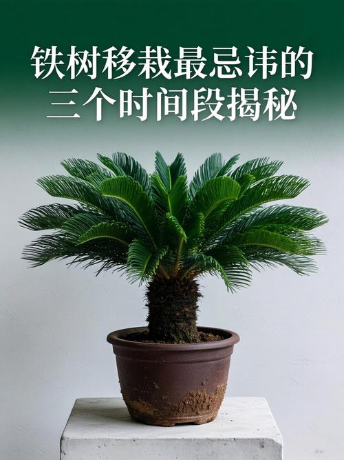 如何移栽铁树:从选时到成活的七步完整指南 七、成活注意事项