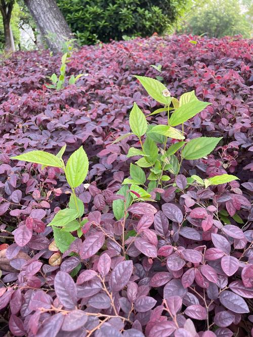 红花继木室外越冬技术规程:防寒措施与修剪参数详解 红花继木室外越冬技术规程:防寒措施与修剪参数详解