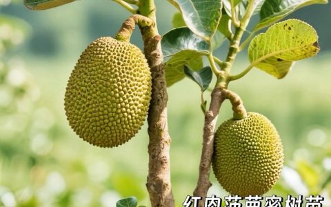 菠萝蜜树苗适合什么地方种植？南亚热带气候区高产栽培技术指南