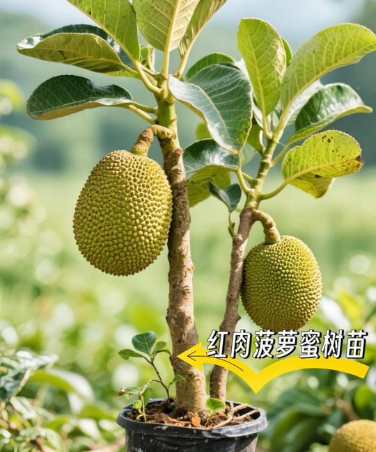 菠萝蜜树苗适合什么地方种植？南亚热带气候区高产栽培技术指南