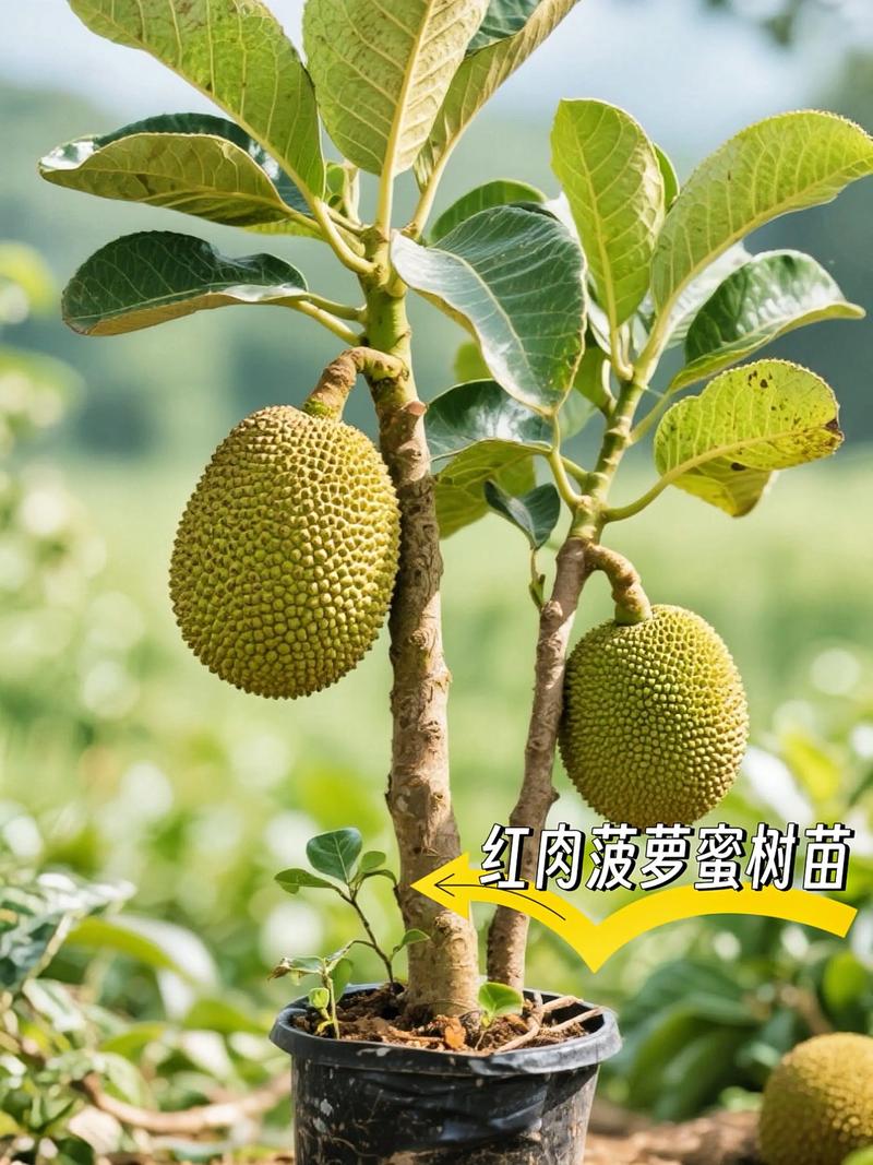 菠萝蜜树苗适合什么地方种植?南亚热带气候区高产栽培技术指南 菠萝蜜树苗适合什么地方种植?南亚热带气候区高产栽培技术指南