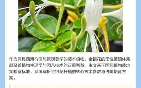 金银花可以扦插吗？掌握金银花扦插繁殖的精准技术