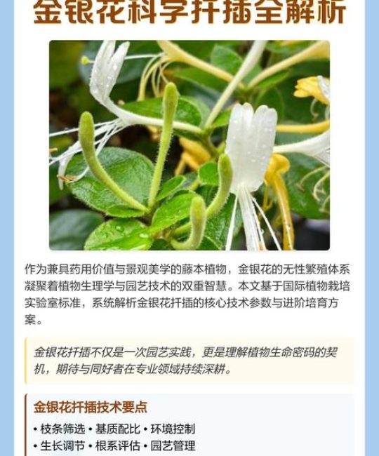 金银花可以扦插吗？掌握金银花扦插繁殖的精准技术