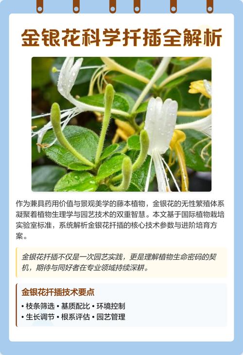 金银花可以扦插吗？掌握金银花扦插繁殖的精准技术