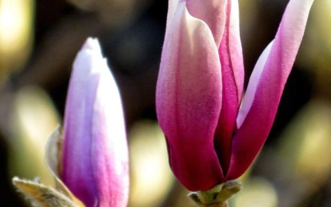 玉兰花开花季节详解：花期几月？影响因素与促花养护全攻略