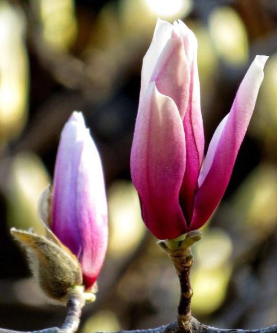玉兰花开花季节详解：花期几月？影响因素与促花养护全攻略