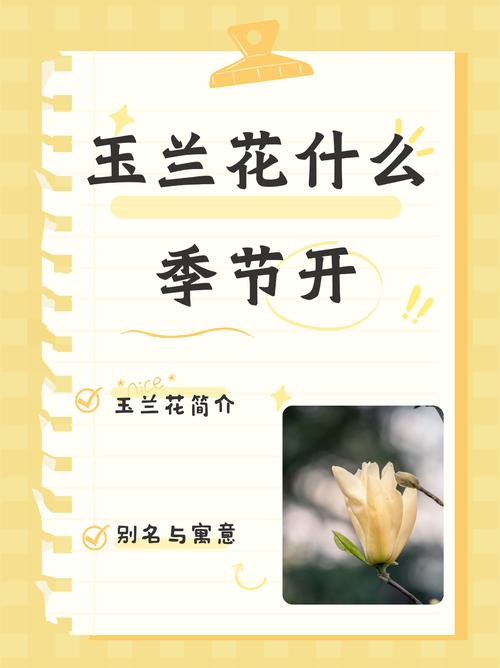 玉兰花开花季节详解:花期几月?影响因素与促花养护全攻略 促花养护步骤(可执行操作)