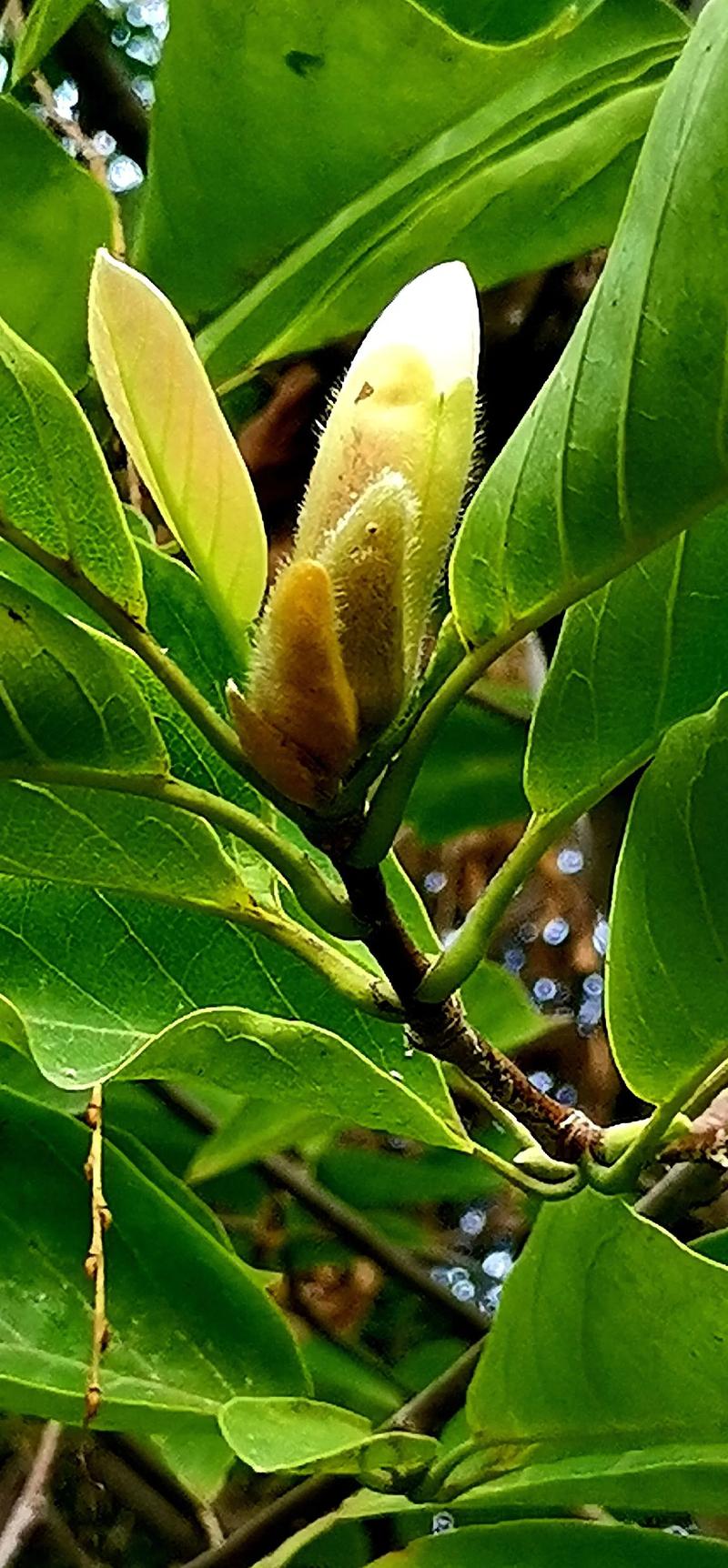 玉兰花开花季节详解:花期几月?影响因素与促花养护全攻略 影响玉兰开花的关键因素