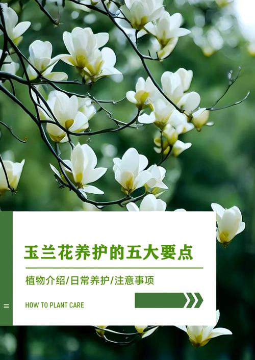 玉兰花开花季节详解:花期几月?影响因素与促花养护全攻略 玉兰不开花或开花少的原因与解决