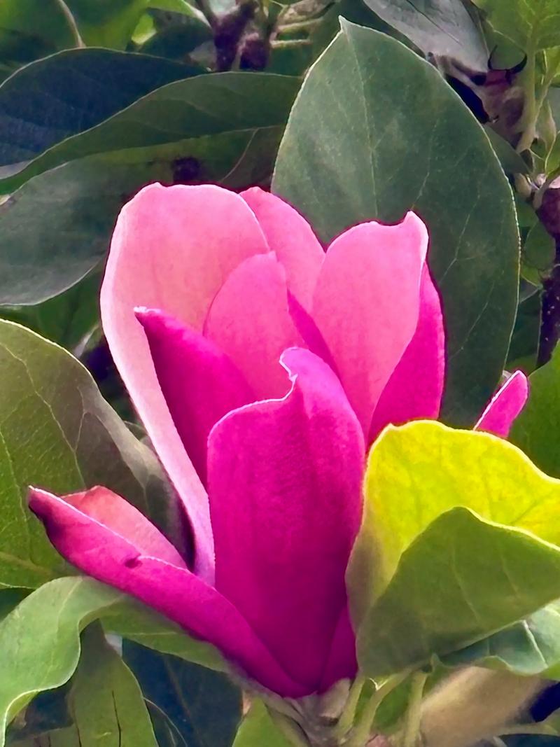 玉兰花开花季节详解:花期几月?影响因素与促花养护全攻略 总结