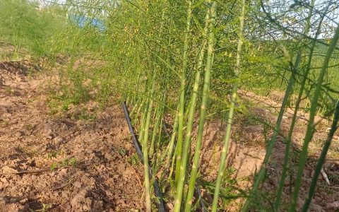 芦笋什么时候种植最好？家庭菜园定植全攻略