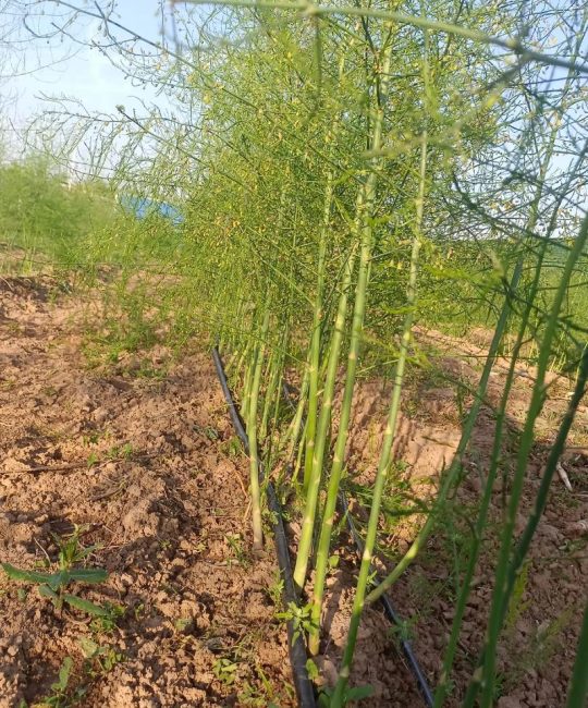 芦笋什么时候种植最好？家庭菜园定植全攻略