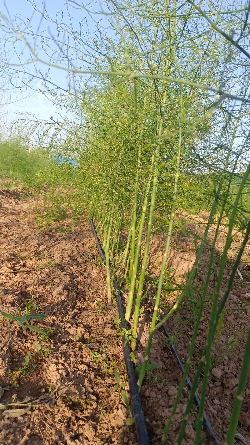 芦笋什么时候种植最好?家庭菜园定植全攻略 芦笋什么时候种植最好?家庭菜园定植全攻略