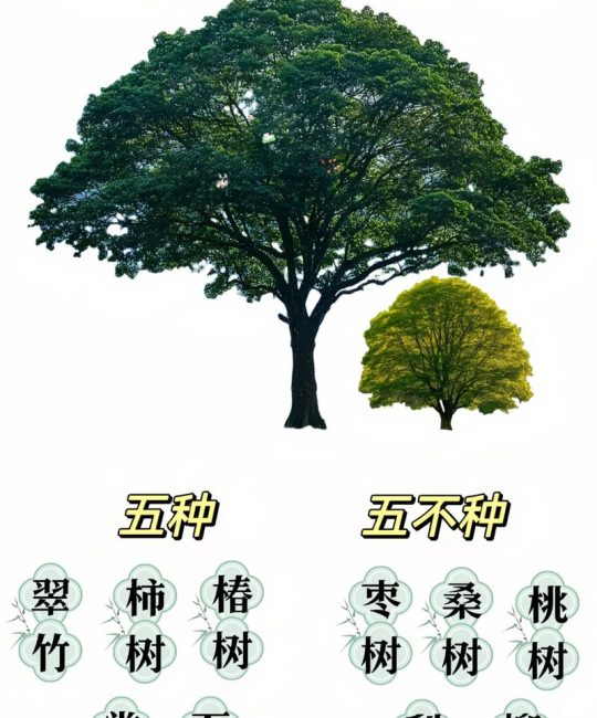 家庭小院子适合种什么树？一份科学易操作的种植指南