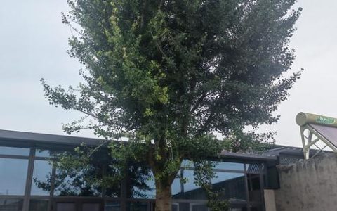 家里可以栽银杏树吗？科学养护指南与庭院盆栽方案