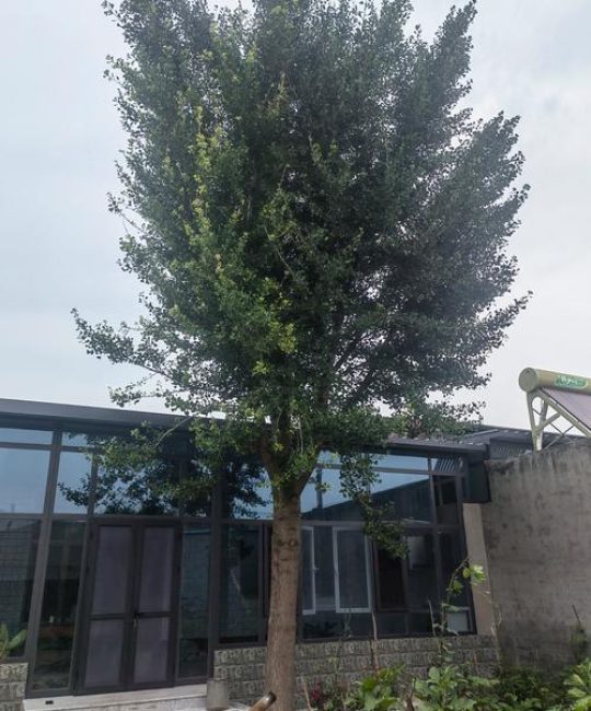 家里可以栽银杏树吗？科学养护指南与庭院盆栽方案