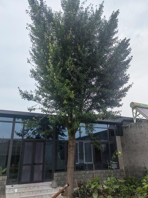 家里可以栽银杏树吗？科学养护指南与庭院盆栽方案
