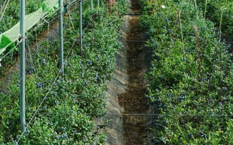 蓝莓适合在哪里种植？蓝莓种植全攻略：气候、土壤与区域选择
