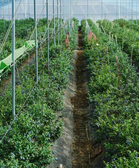 蓝莓适合在哪里种植？蓝莓种植全攻略：气候、土壤与区域选择