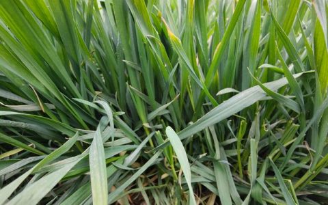 枣树长疯了，核心解决方法是冬季修剪重截留桩+夏季喷施15%多效唑300倍液控旺，并配合春季停施氮肥、增施磷钾肥。