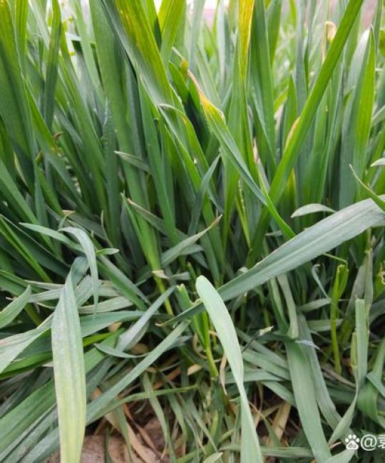 枣树长疯了，核心解决方法是冬季修剪重截留桩+夏季喷施15%多效唑300倍液控旺，并配合春季停施氮肥、增施磷钾肥。