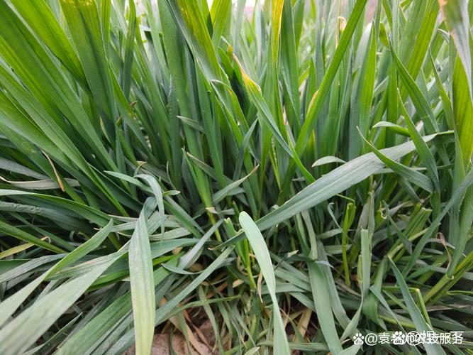 枣树长疯了,核心解决方法是冬季修剪重截留桩+夏季喷施15%多效唑300倍液控旺,并配合春季停施氮肥、增施磷钾肥。 枣树长疯的根源在于品种选择和苗龄判断失误
