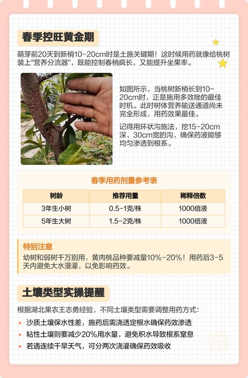 枣树长疯了,核心解决方法是冬季修剪重截留桩+夏季喷施15%多效唑300倍液控旺,并配合春季停施氮肥、增施磷钾肥。 2026年产量与经济价值参考