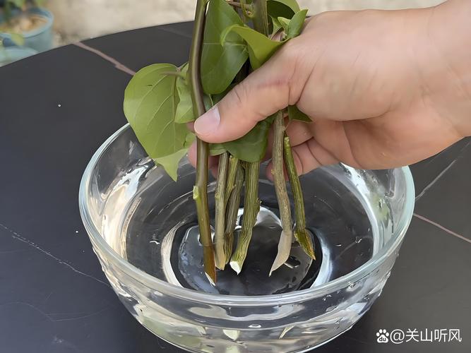 三角梅枝条扦插全攻略：从选枝到成活的科学方法