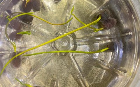 睡莲种子怎么发芽最快？掌握这4个核心条件，出芽率提升80%
