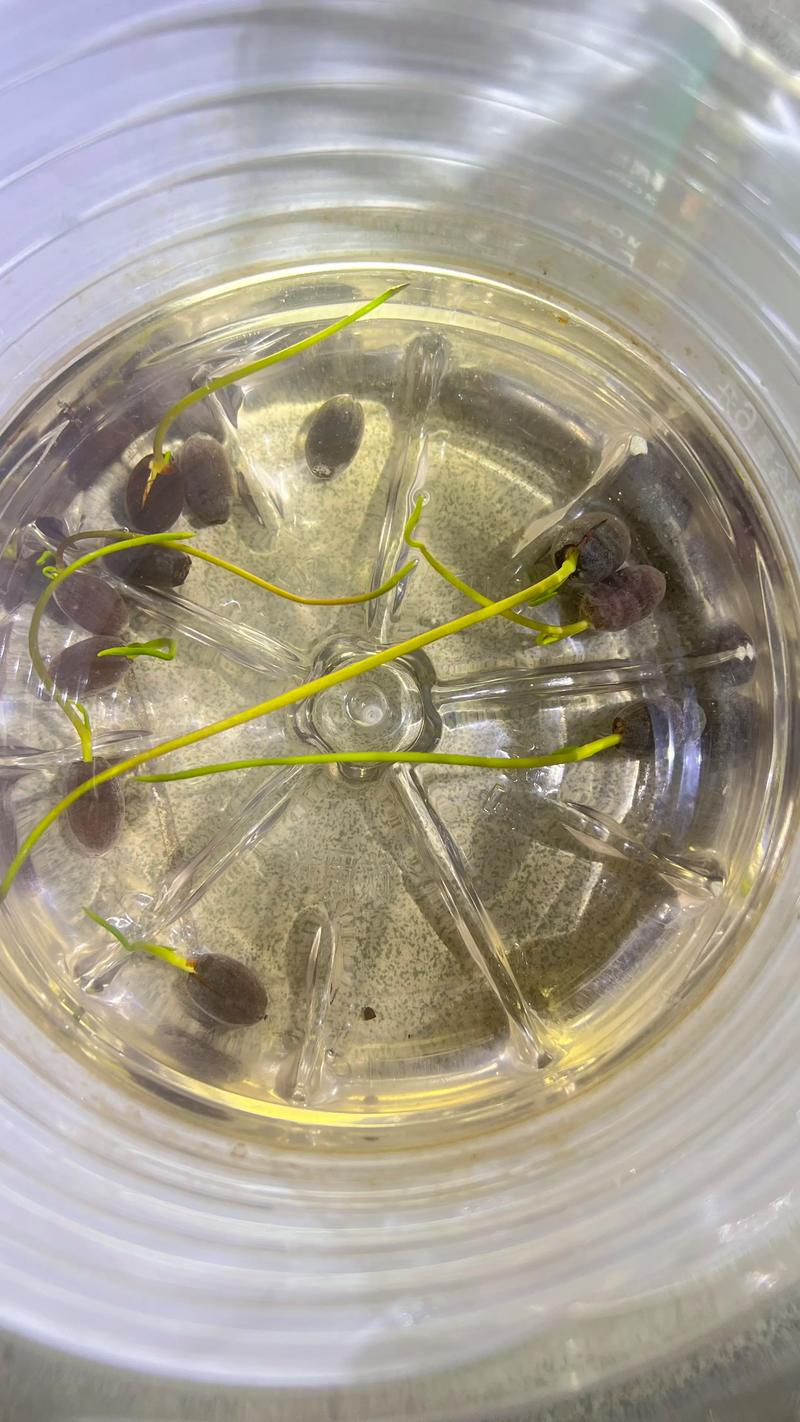 睡莲种子怎么发芽最快?掌握这4个核心条件,出芽率提升80% 睡莲种子怎么发芽最快?掌握这4个核心条件,出芽率提升80%