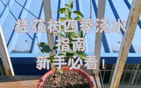 桂花树多久浇一次水合适？四季浇水频率与养护指南