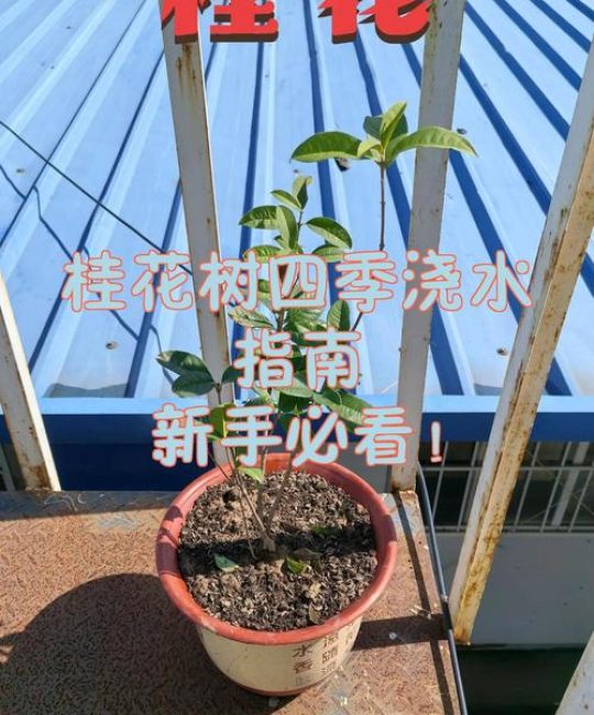 桂花树多久浇一次水合适？四季浇水频率与养护指南