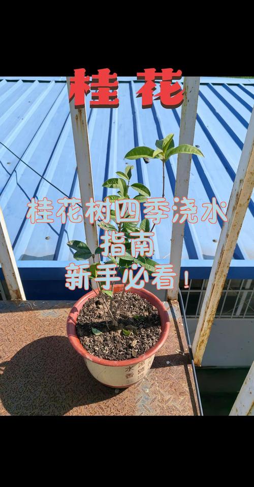 桂花树多久浇一次水合适?四季浇水频率与养护指南 桂花树多久浇一次水合适?四季浇水频率与养护指南