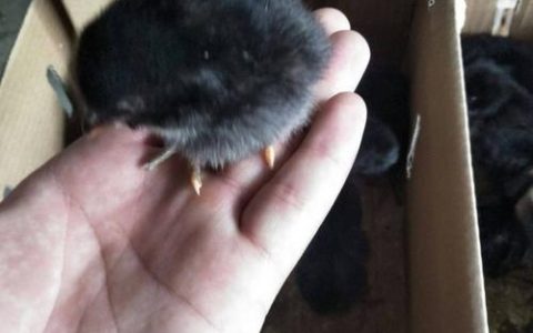 乌鸡苗采购渠道科学评估指南：如何避开虚假供应，买到健康纯种鸡苗