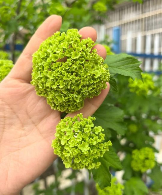 欧洲木绣球和中华木绣球的区别对比：如何选择适合你的绣球花？