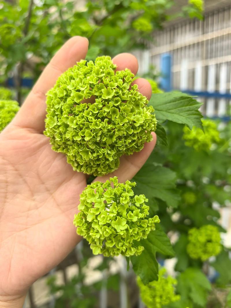 欧洲木绣球和中华木绣球的区别对比:如何选择适合你的绣球花? 欧洲木绣球和中华木绣球的区别对比:如何选择适合你的绣球花?